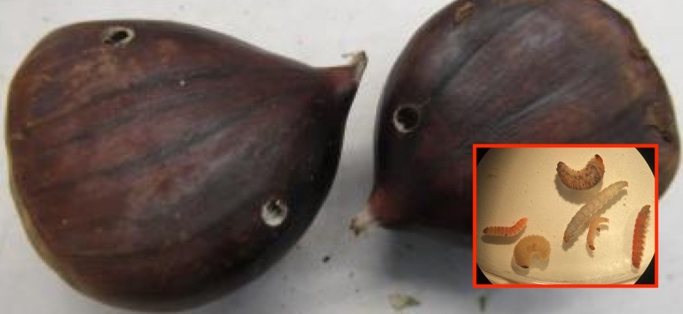 Pacco da Bolzano fermato alla dogana di Memphis (Usa): dentro 8 chili di castagne piene di larve e coleotteri